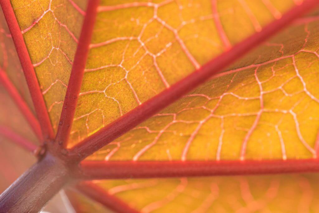 Blatt im Gegenlicht - Makroaufnahme