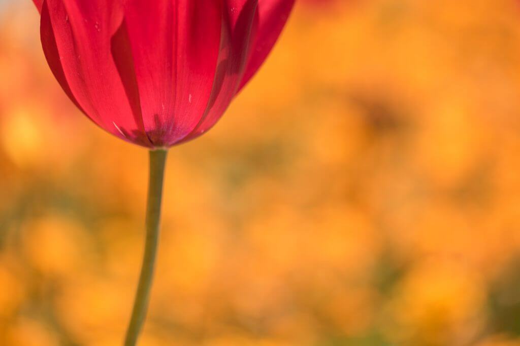 Frühlingsbote Tulpe ganz nah - Gestaltungstipps Frühlingsbilder