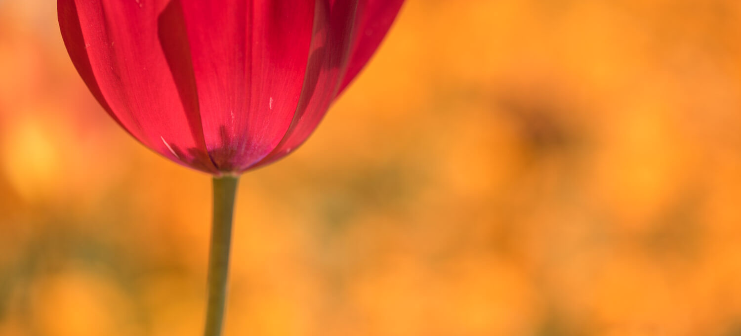 Frühlingsbote Tulpe ganz nah