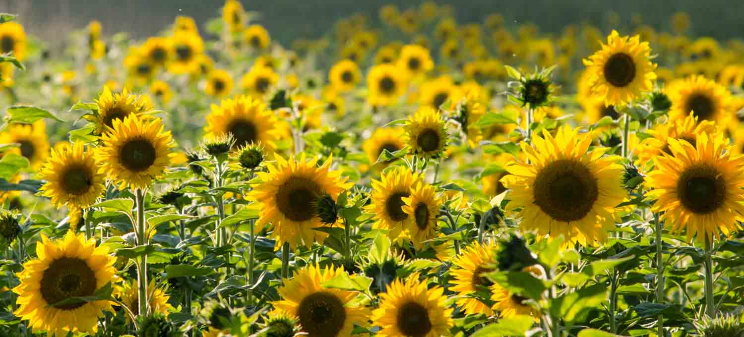 Sonnenblumen fotografieren