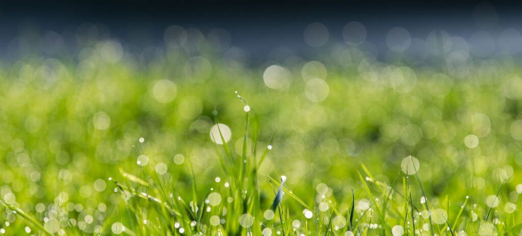 Gras mit Spitzlichtern und schönem Bokeh-Effekt