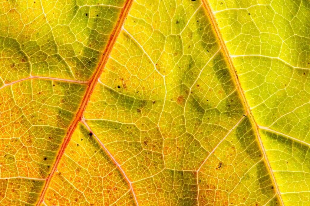 Herbstblattadern ganz nah