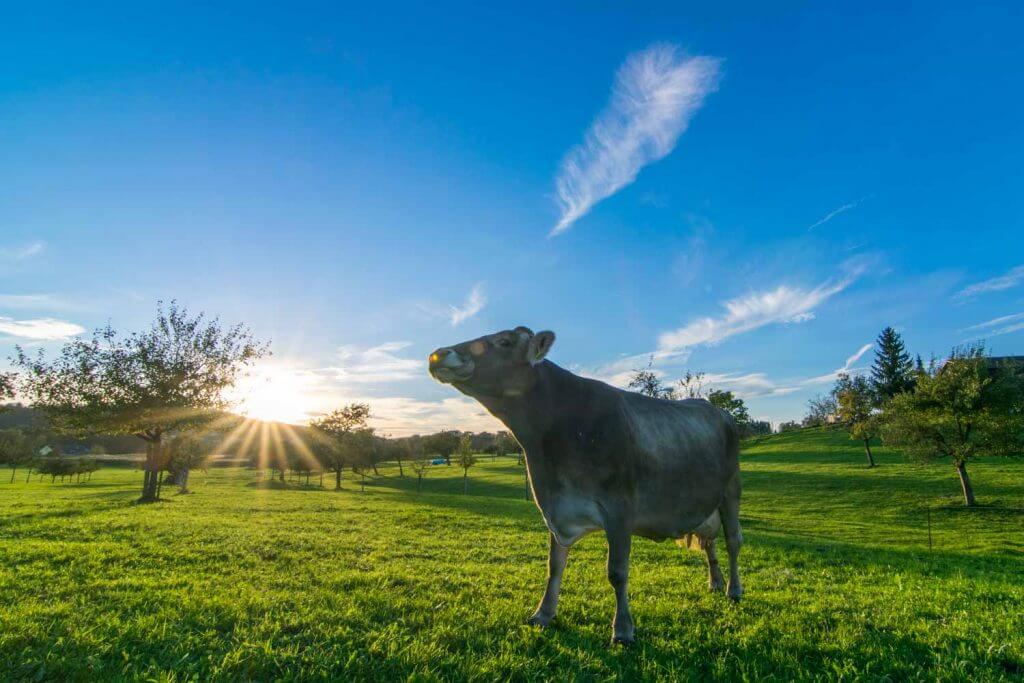 Kuh in der Abendsonne