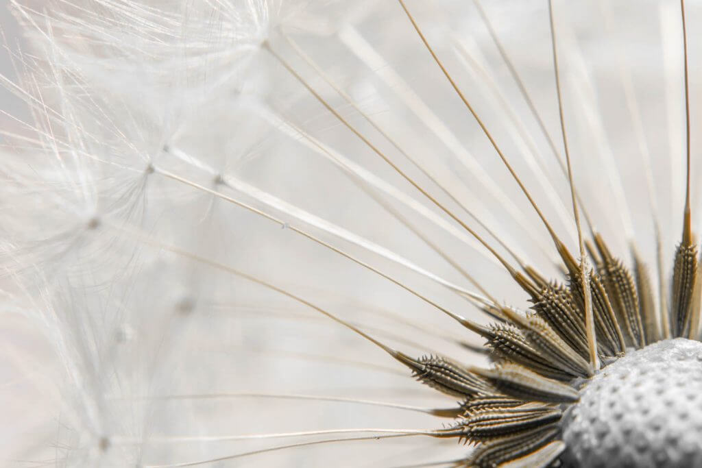 Im Makrobereich fotografieren - Löwenzahnblüte ganz gross