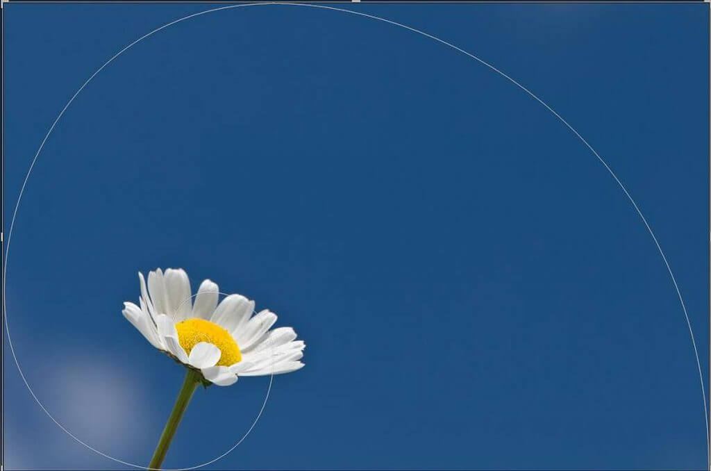 Motiv auf innerem Spiralteil - Zahlen des Fibonacci