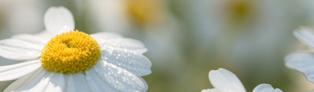 Blüten im Morgentau - Naheinstellgrenze Objektiv