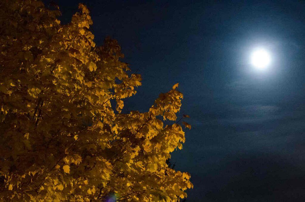 Nachtaufnahme ohne Rauschunterdrückung - Mond mit Laubbaum
