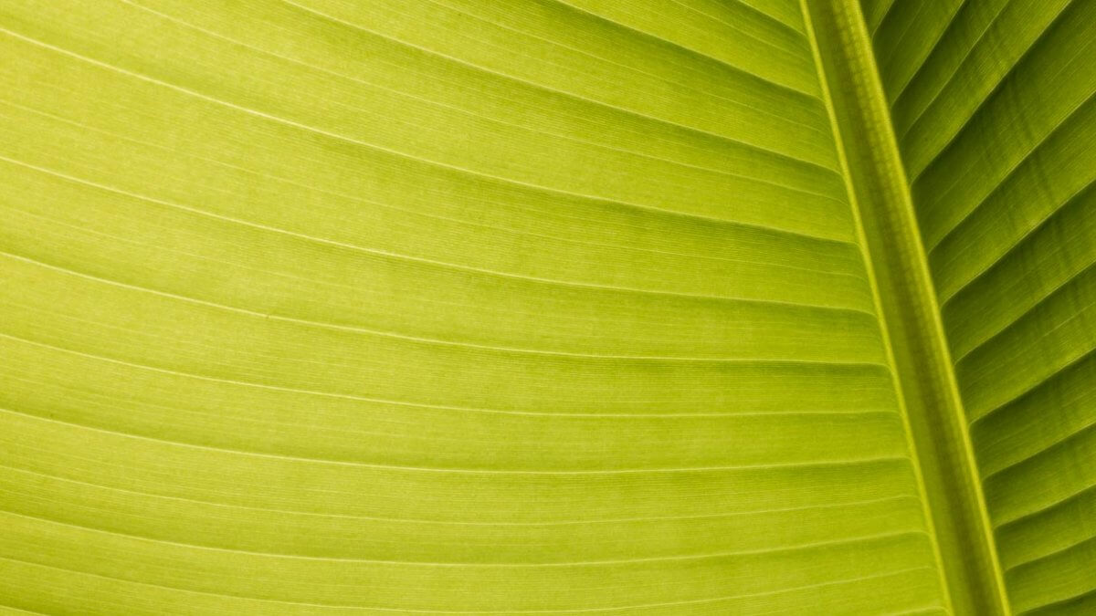 Blätter im Gegenlicht