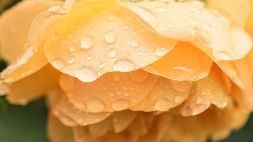 Rosenblüte bei Regenwetter mit Bildstabilisator fotografiert