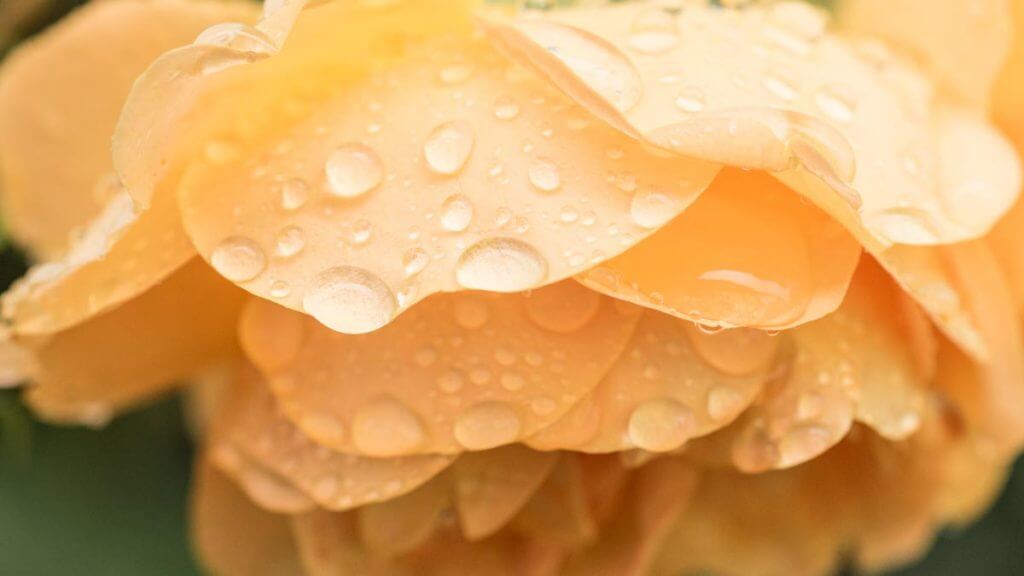 Fotografieren bei schlechtem Wetter - Rosenblüte