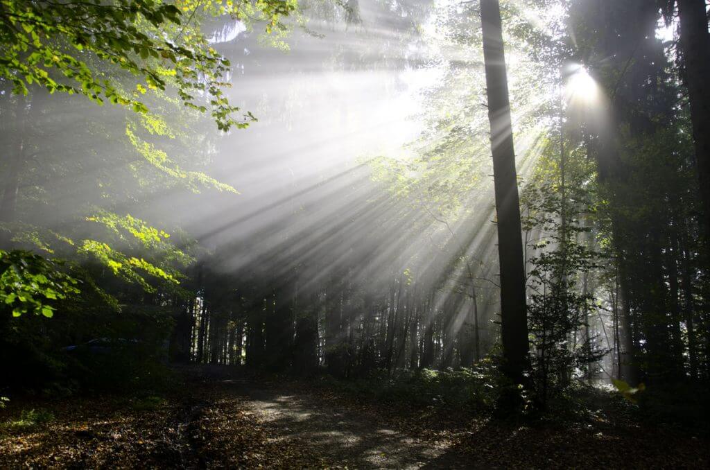 Sonnenstrahlen und Nebel im Wald - die 10 besten Fototipps
