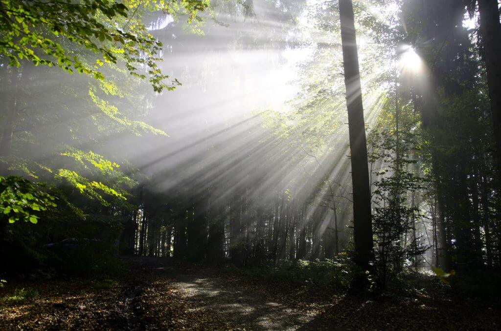 Sonnenstrahlen und Nebel im Wald - die 10 besten Fototipps