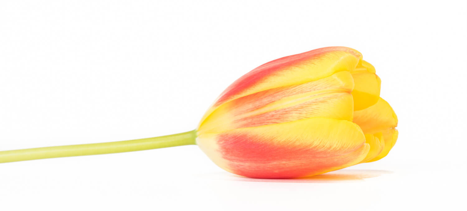 Tulpen Stilleben