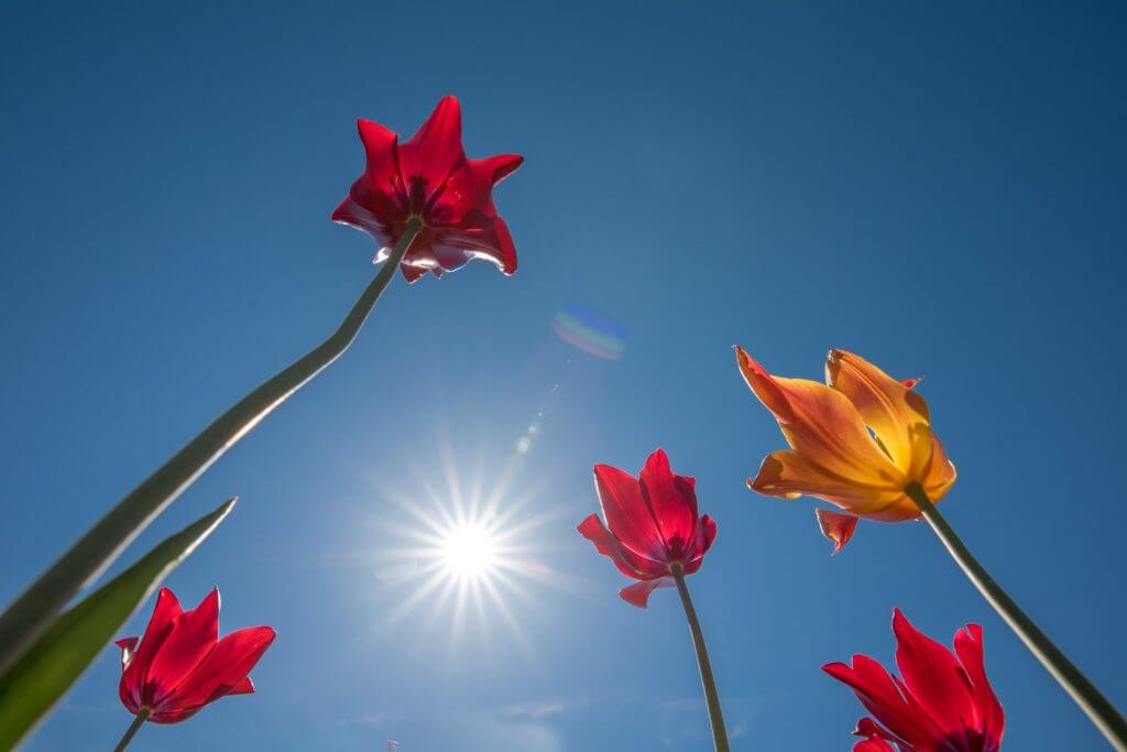 Tulpen aus der Froschperspektive mit Blendenstern