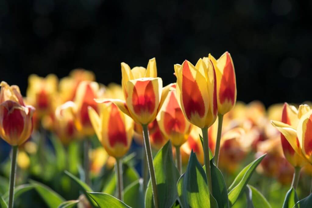 Tulpen - klassische Frühlingsboten