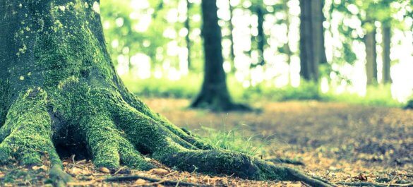 Wald Stilleben mit vermoosten Wurzeln