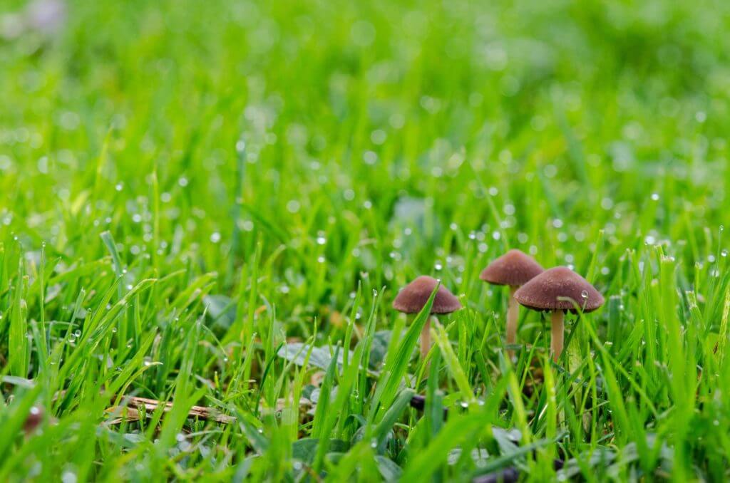 Pilze im taufrischen Gras - besondere Perspektiv