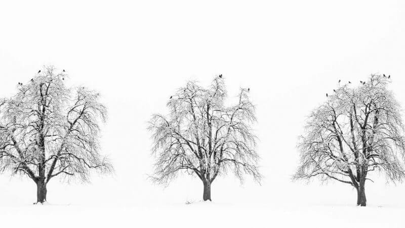 Drei Winterbäume mit Vögeln - Fotografieren im Schnee