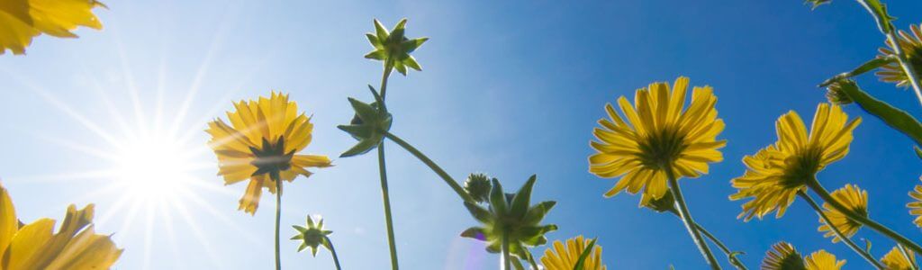 gelbe Blüten im Gegenlicht - chromatische Aberrationen