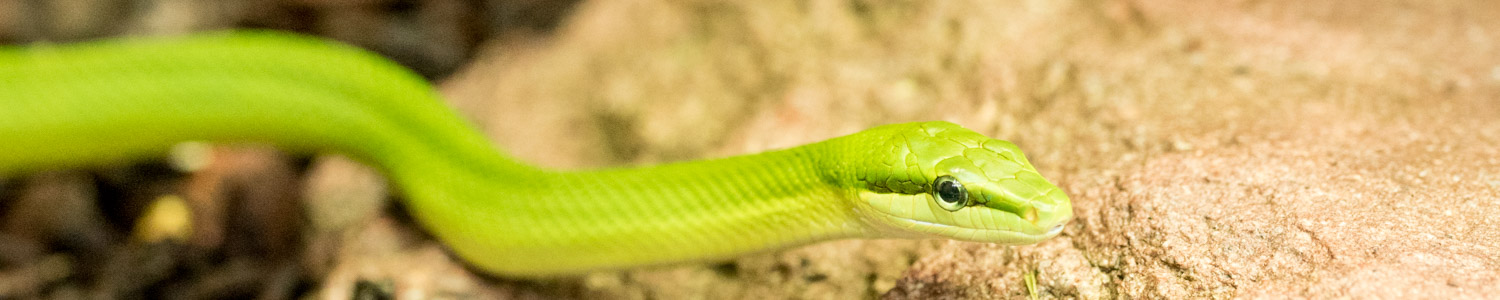 Grüne Baumnatter, Nahaufnahme