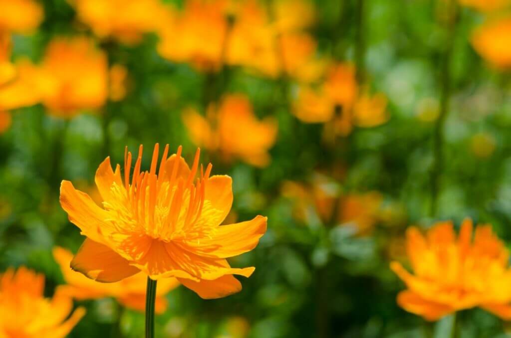 Orange Blüten - Drittel Regel
