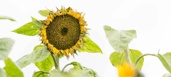 Sonnenblume - Back button focus-Methode