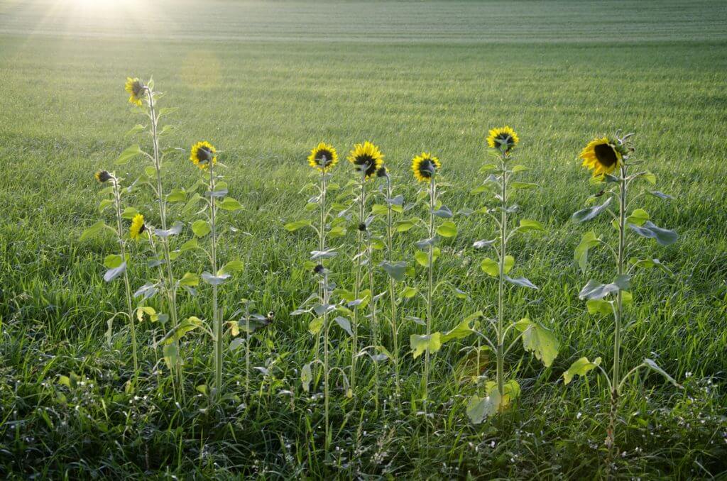 Sonnenblumen im Abendlicht - Farbtiefe