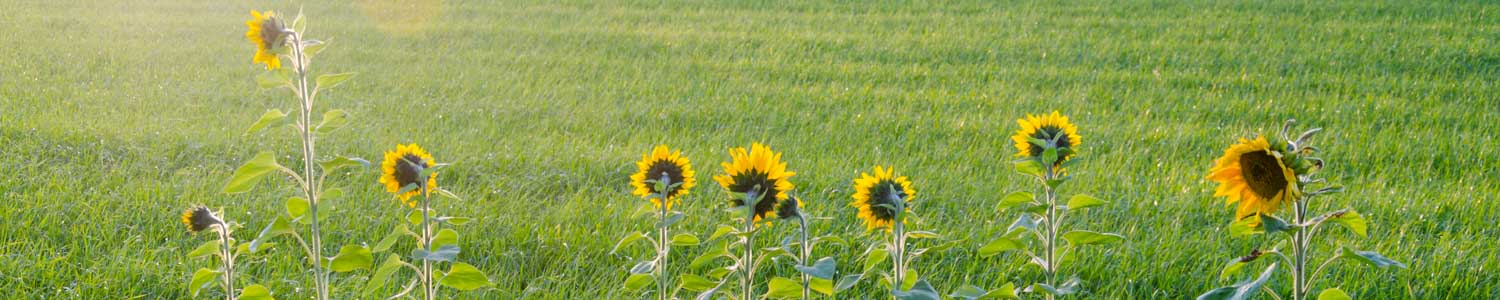 Sonnenblumen im Abendlicht - Farbtiefe