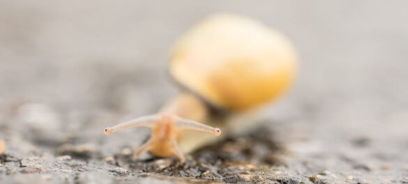 Makrofotografie einer Schnecke, Tipps für schärfere Fotos