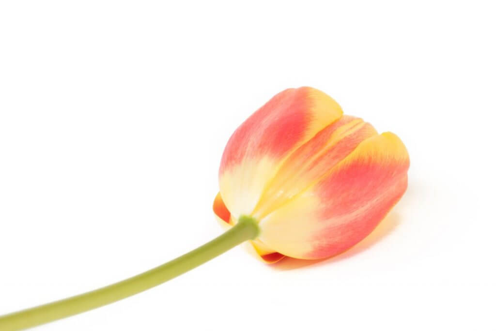 Tulpen-Stilleben in Adobe Photoshop Lightroom entwickelt