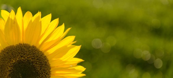 Aufhellblitzen bei einer Sonnenblume im Gegenlicht