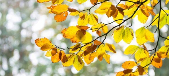 Farbenspiel im Herbst