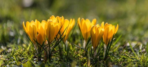 Frühlingsboten im Gegenlicht