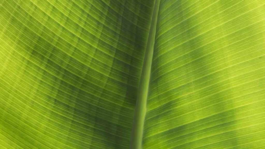 Palmenblatt im Gegenlicht