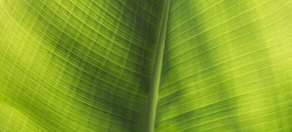 Palmenblatt im Gegenlicht