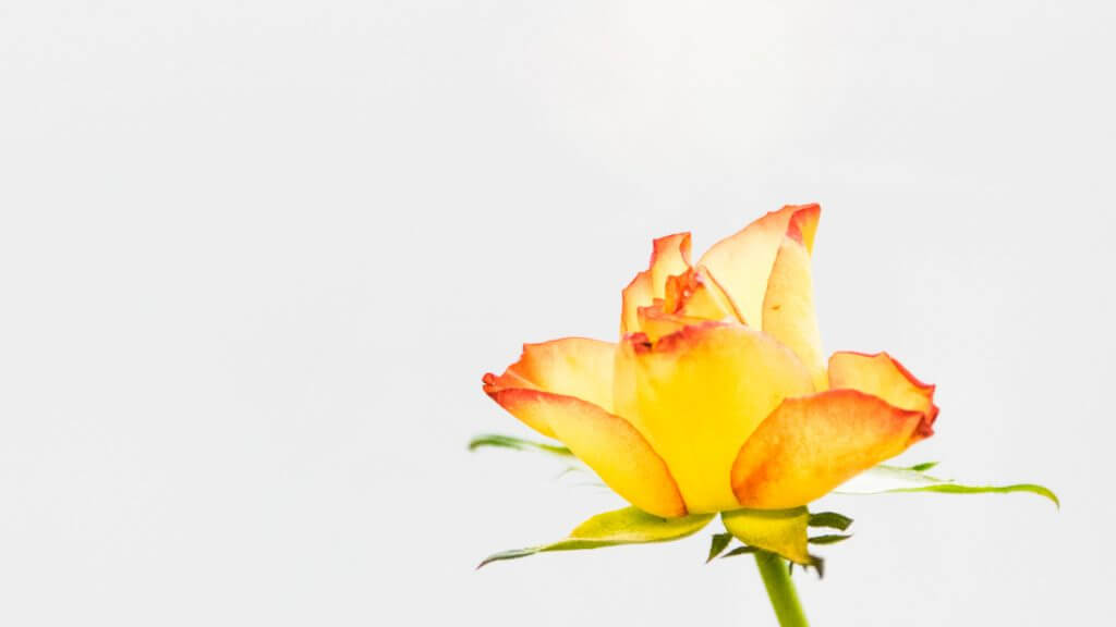 Rosenblüte - Fotoprojekt zuhause realisieren