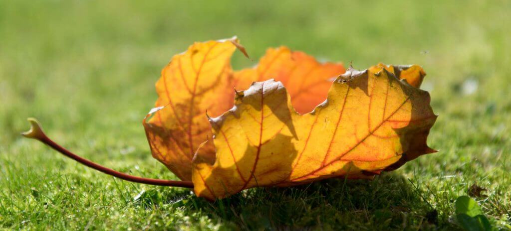 Herbstblatt im Gegenlicht - Fotografieren im Herbst