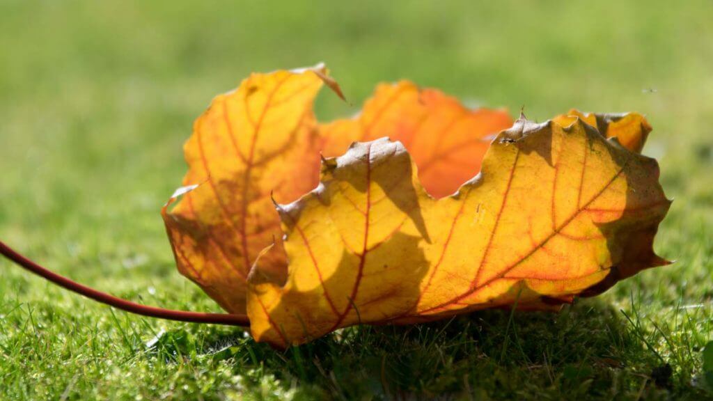 Herbstblatt im Gegenlicht - Fotografieren im Herbst