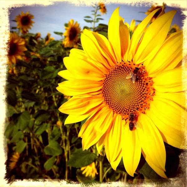 Sonnenblume mit RetroCamera-App