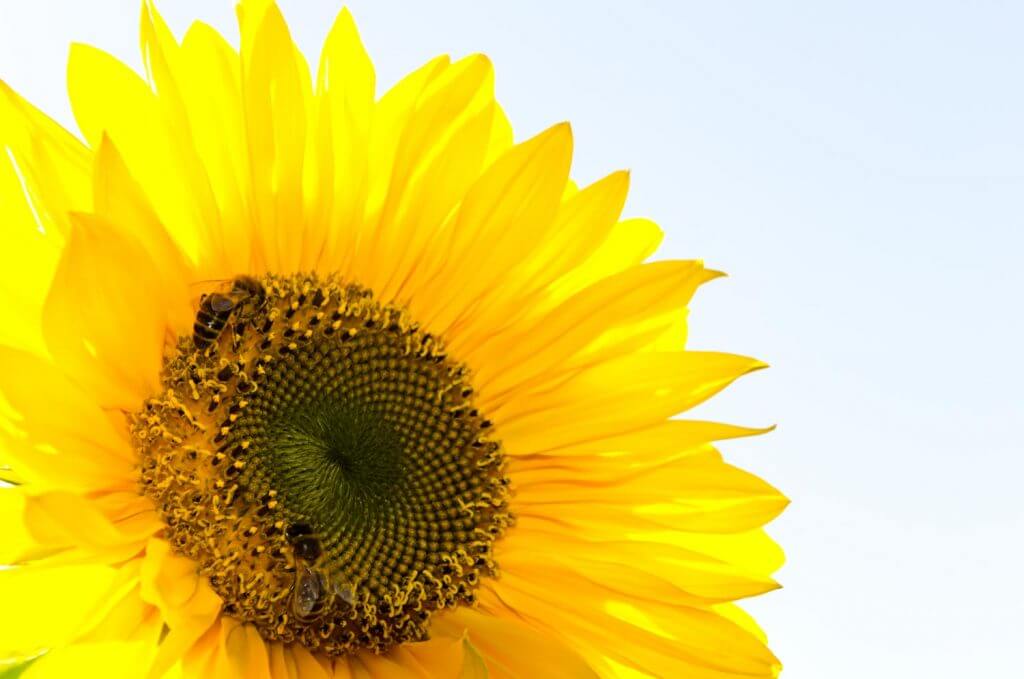 Sonnenblumen fotografieren