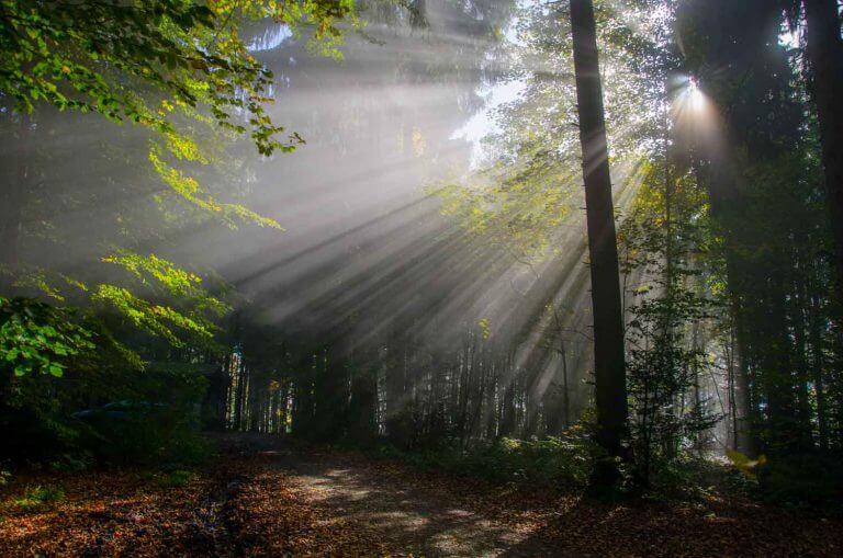 Fotografieren im Nebel | Die besondere Stimmung nutzen