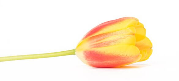 Tulpe in Weiss
