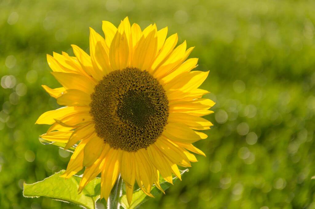 Aufhellblitzen bei einer Sonnenblume im Gegenlicht