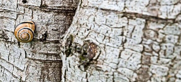 Schnecke an einer Birke