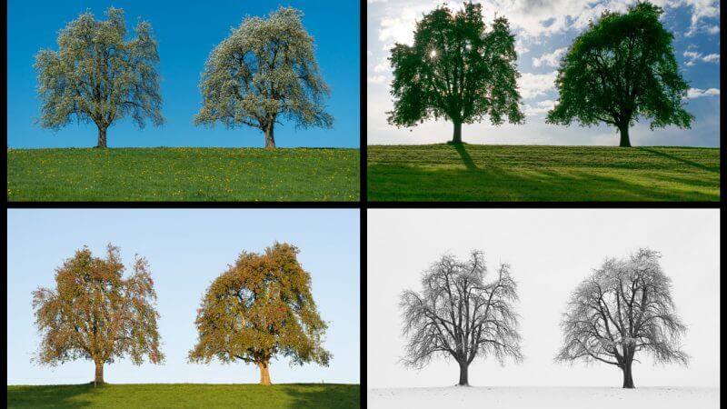 Bildcollage mit den Vier Jahreszeiten