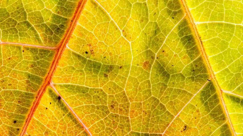 Blattadern fotografieren - im Gegenlicht