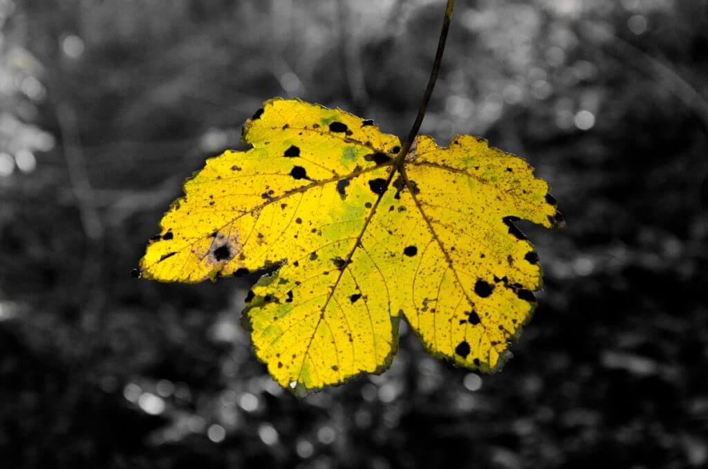 Herbstblatt - selektives Schwarzweissbild