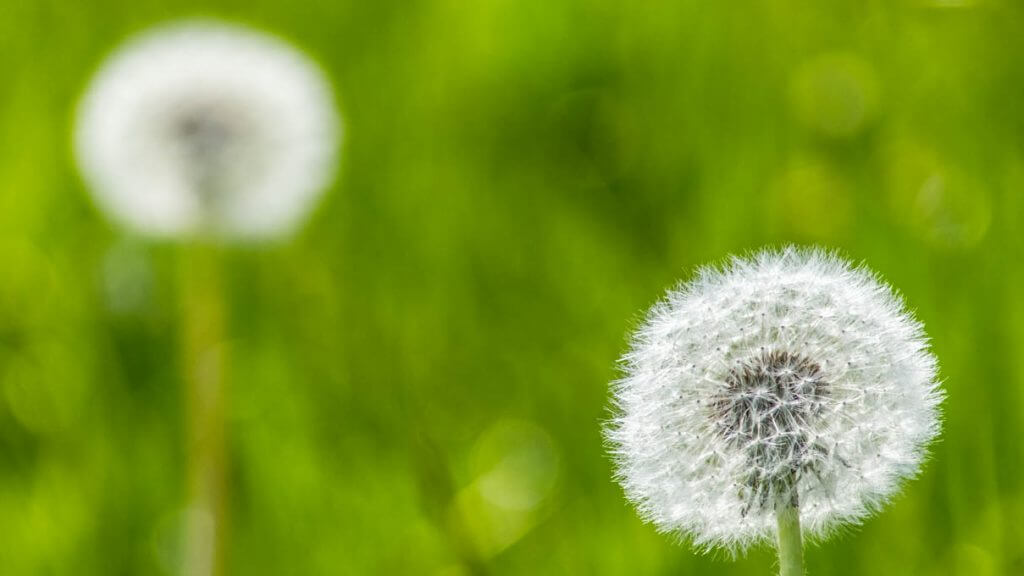 Focus auf das richtige Objekt setzen