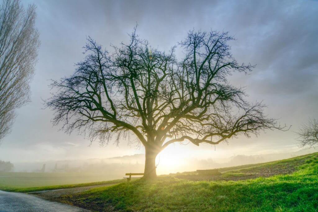 hoher Kontrastumfang bei Gegenlicht - Baum im Herbstnebel