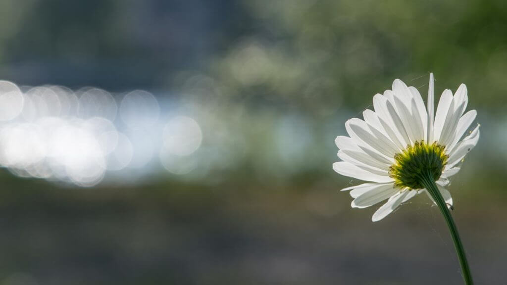 Lichteinfall und Beleuchtung - Margerite im Gegenlicht